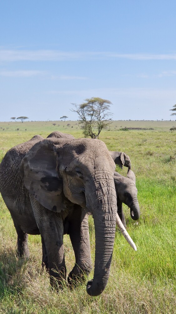 tanzania safaris