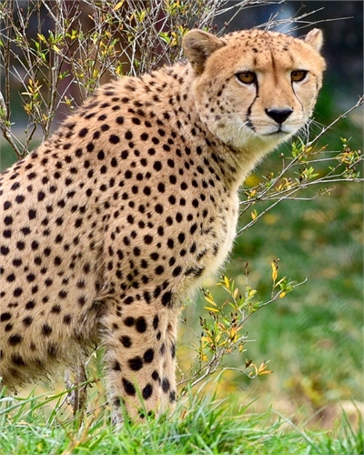 tanzania safaris